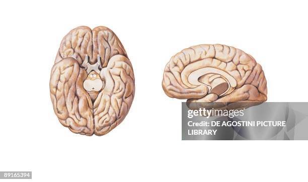 Illustration of cerebral hemisphere, lower and medial surface of brain