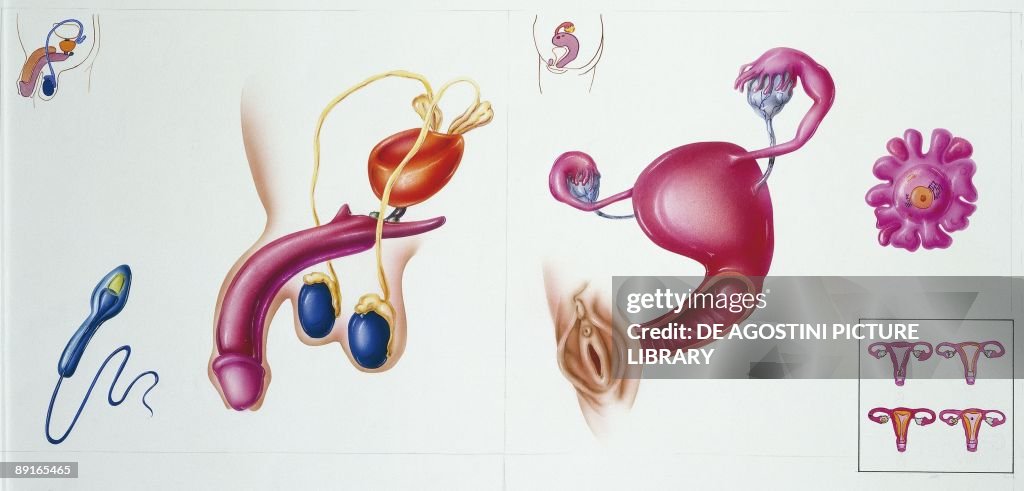 Illustration showing cross section of male and female reproductive system organs