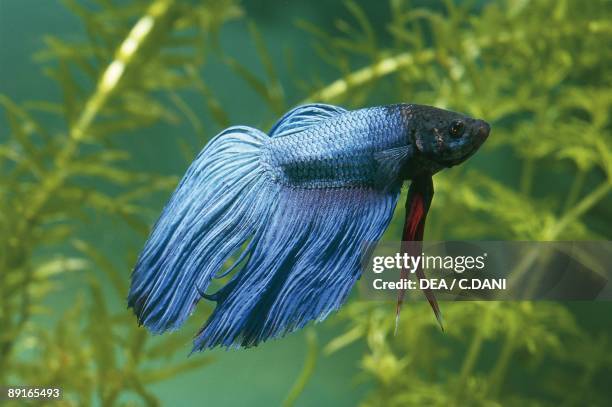 Aquarium fishes, Siamese fighting fish