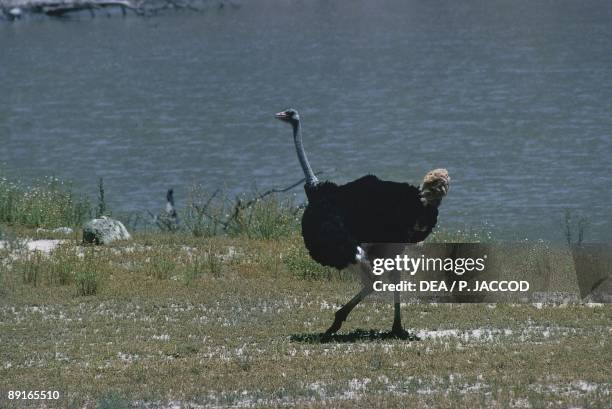 South Africa, Mountain Zebra National park, Ostrich by the lake