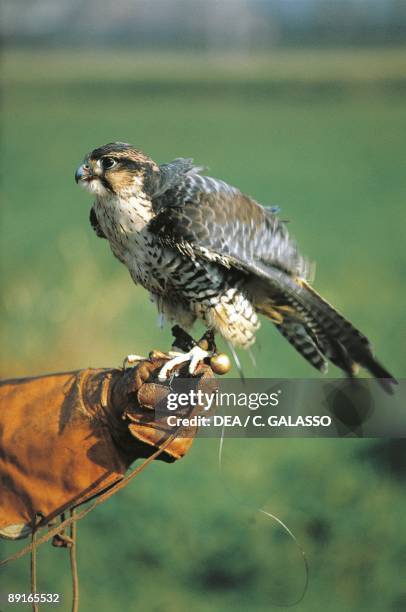 Lanner Falcon sitting on owner's hand