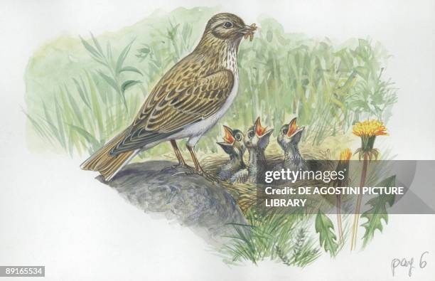 Skylark feeding chicks in nest, illustration