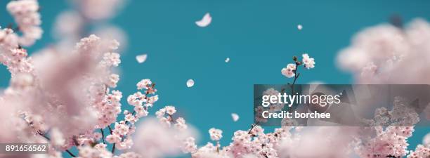 cherry tree in spring - petal imagens e fotografias de stock