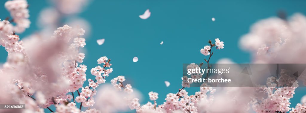 Körsbärsträd i våren