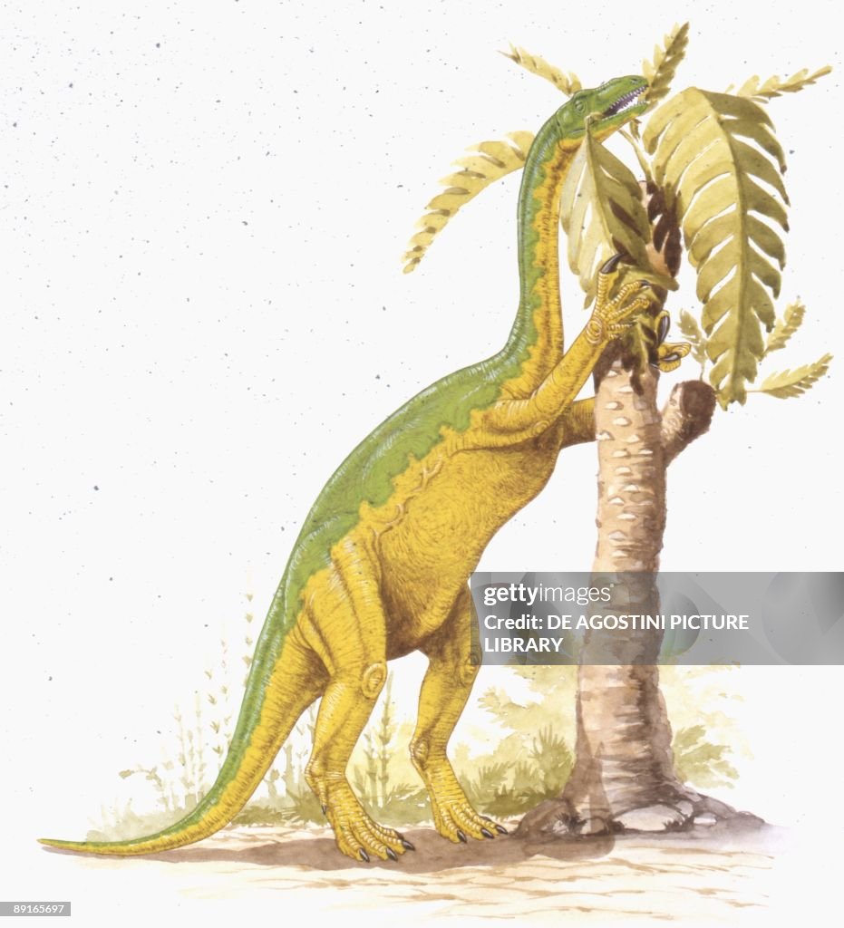 Illustration representing Anchisaurus eating leaves from tree