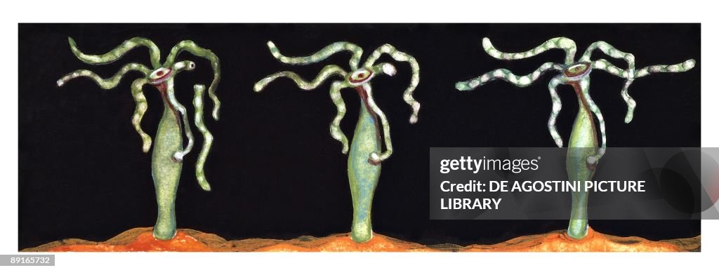Hydra (Hydra viridis, Chlorohydra viridis), illlustration
