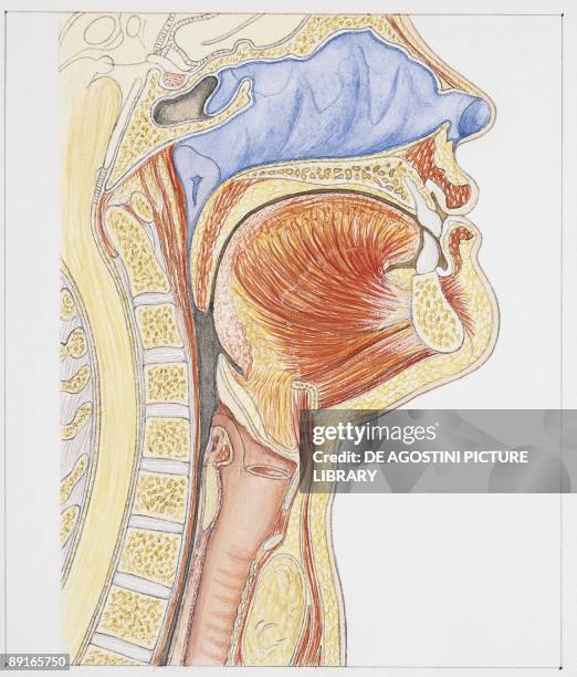 11,207 Human Head Anatomy Stock Photos, High-Res Pictures, and Images