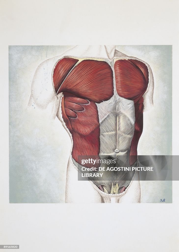 Illustration of chest muscles