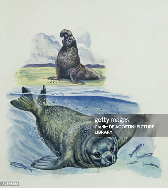 Northern Elephant Seal , illustration