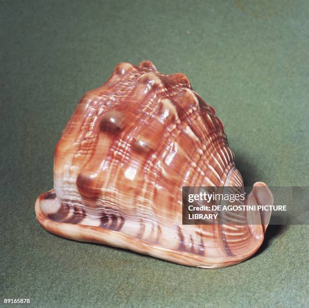 Shell of Cypraecassis rufa