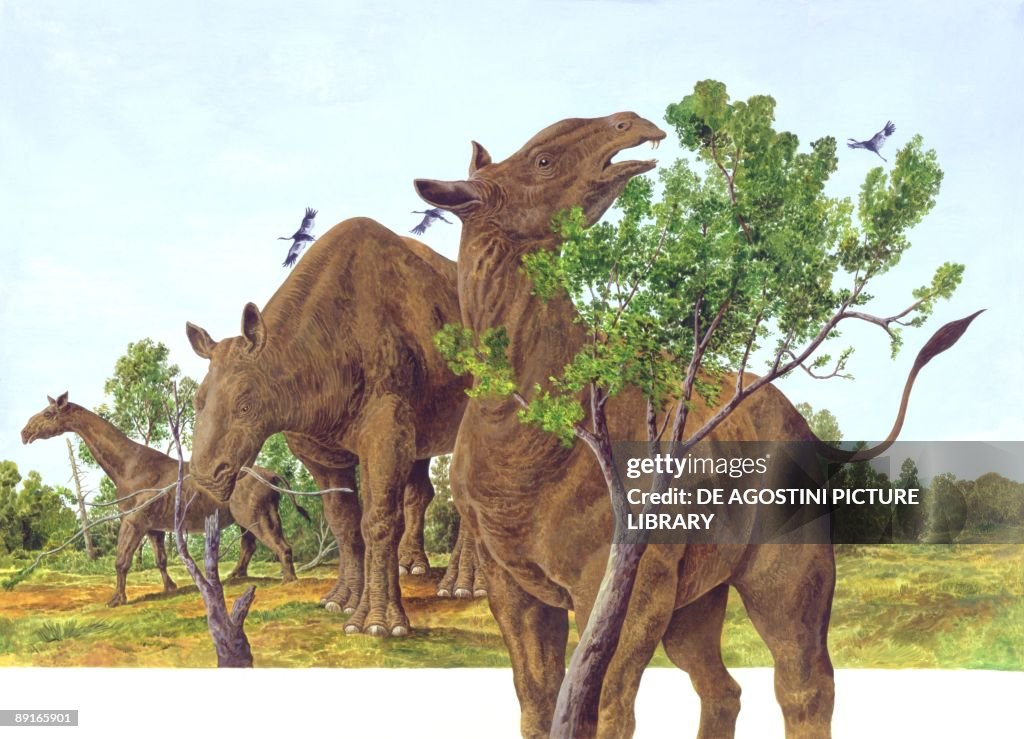 Illustration representing Indricotherium transouralicum eating leaves from tree