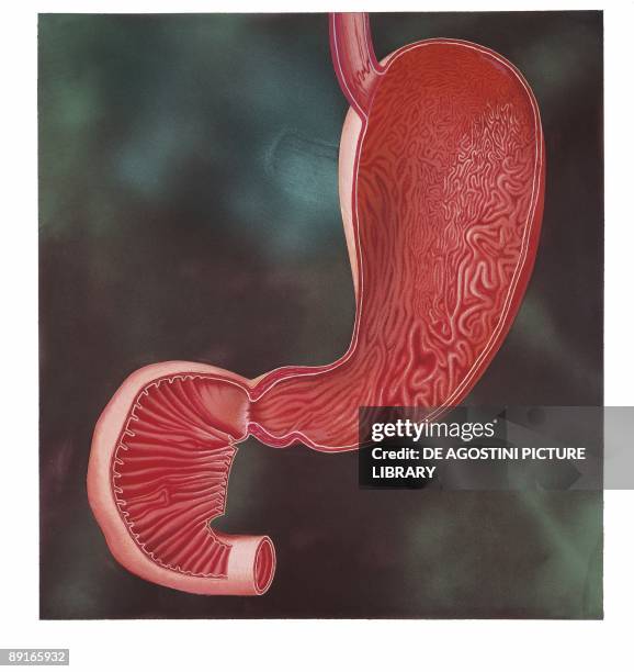 Illustration of human stomach and duodenum, sagittal section
