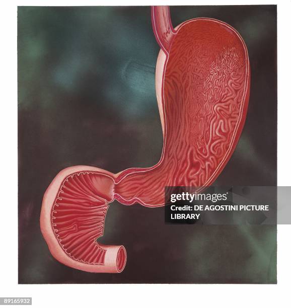 Duodenum Photos and Premium High Res Pictures - Getty Images