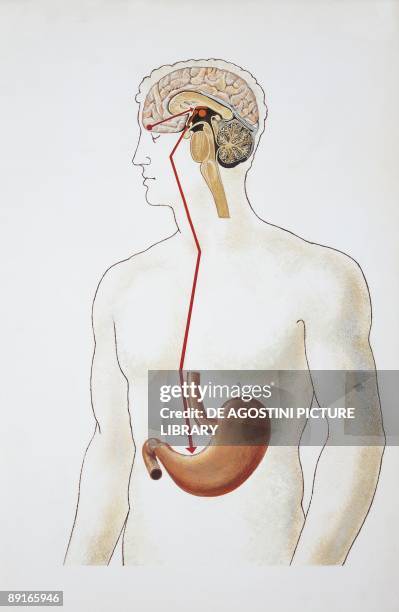 Illustration of digestive system