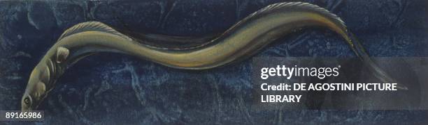 Fishes: Anguilliformes, European eel , illustration