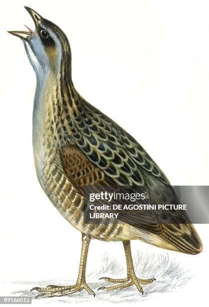 Birds: Gruiformes, Corn Crake , illustration