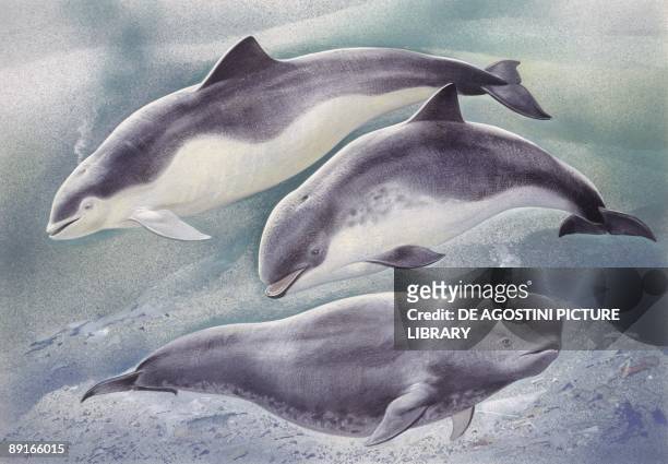 Zoology: Mammals, Spectacled Porpoise, , Harbour Porpoise , Finless Porpoise , illustration