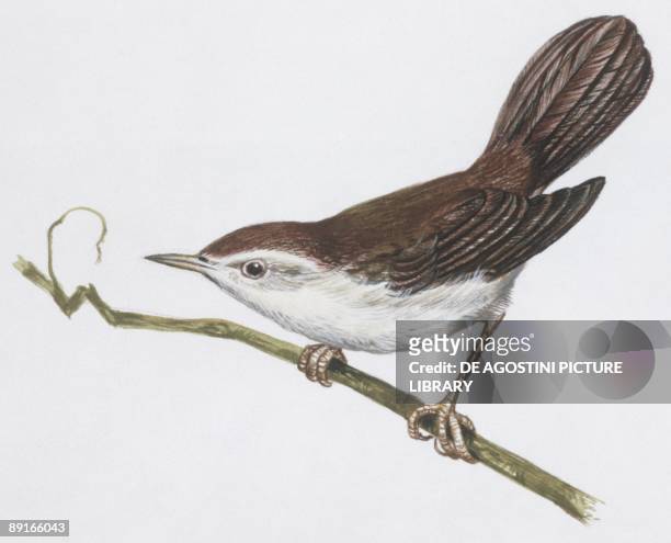 Zoology: Birds, Cetti's Warbler, , illustration
