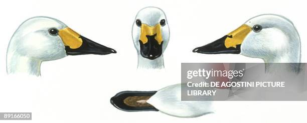 Birds: Anseriformes, head of Liz - female Tundra Swan , Wildfowl and Wetlands Trust reserve, Slimbridge, England, , illustration