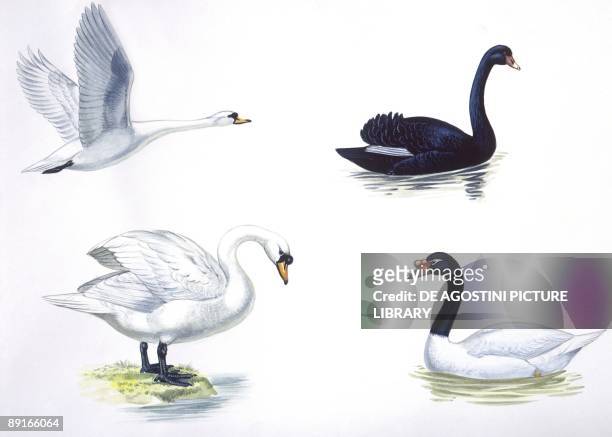 Birds: Anseriformes, from left: Mute Swan flying and on ground, Black Swan , Black-necked Swan, , illustration