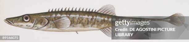 Fishes: Gasterosteiformes Gasterosteidae, Sea stickleback , illustration
