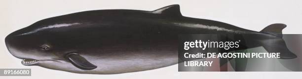 Mammals: Pygmy sperm whale