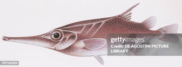 Fishes: Slender snipefish , illustration