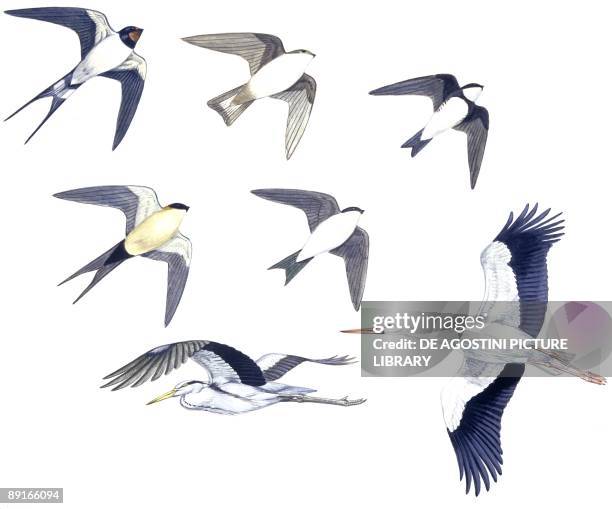 Birds: Passeriformes, Barn Swallow , Crag Martin , Sand Martin , Red-rumped Swallow and House Martin , Ciconiiformes: Grey Heron and White Stork