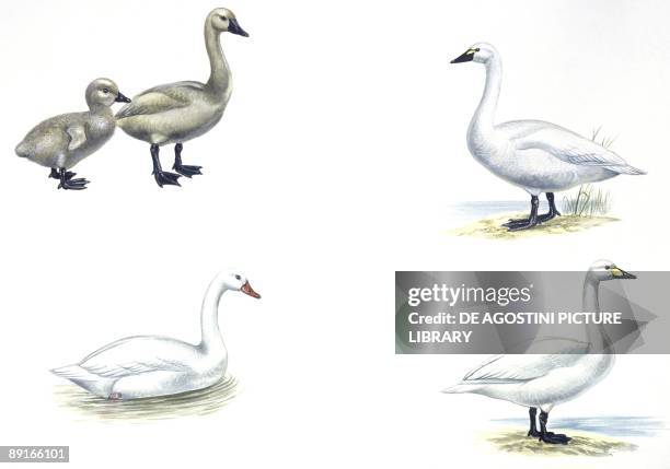 Birds: Anseriformes, young Mute Swans , Tundra Swan , Coscoroba Swan and Bewick's Swan , illustration