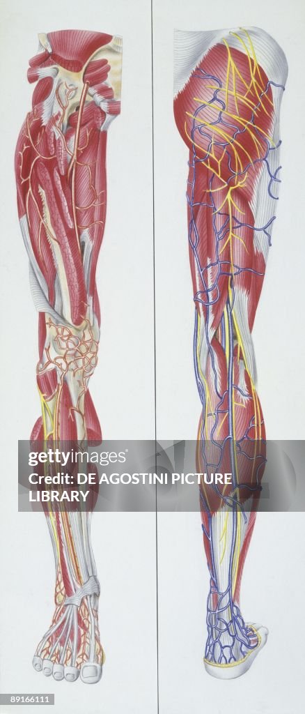 Medicine: Human leg, front and back view with arteries, veins and nerves, illustration