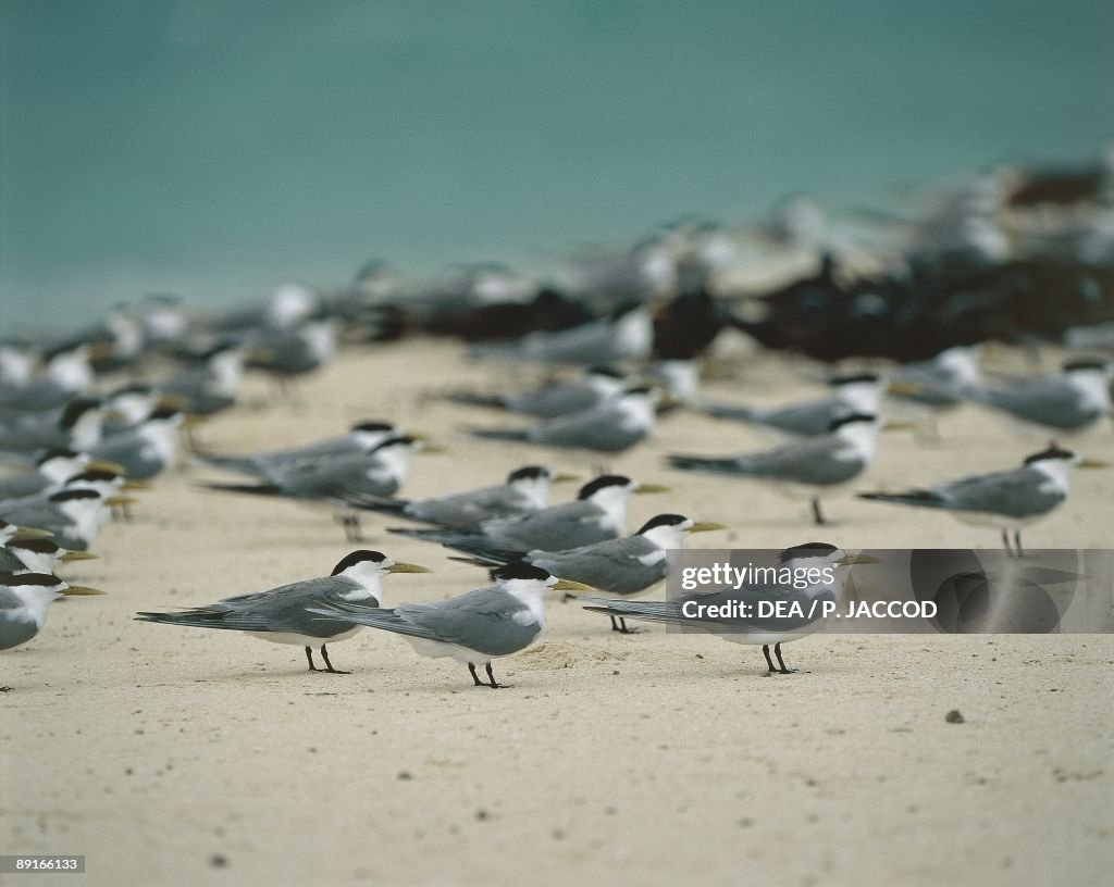Australia, Queensland, Greater Crested Tern, Crested Tern or Swift Tern (Thalasseus bergii)