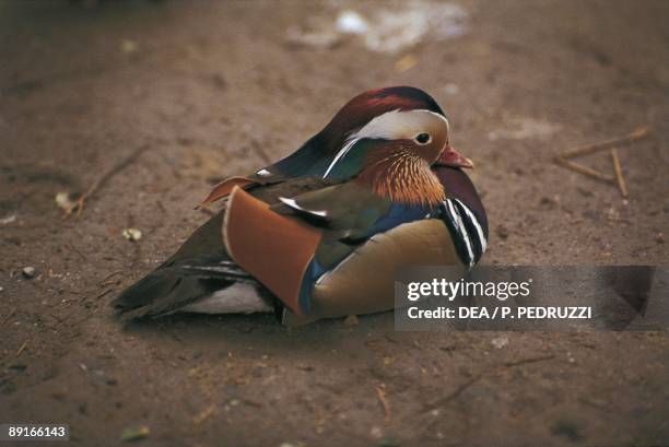 Mandarin Duck sitting on ground