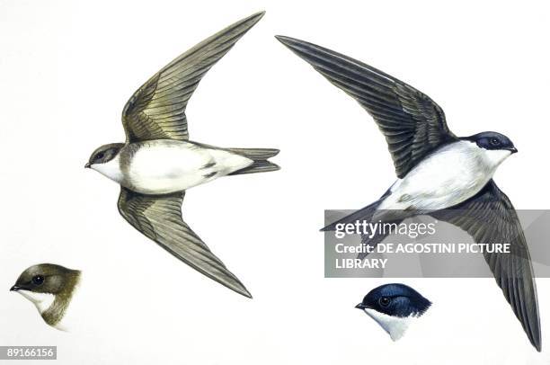 Birds: Passeriformes, Sand Martin , and House Martin , illustration