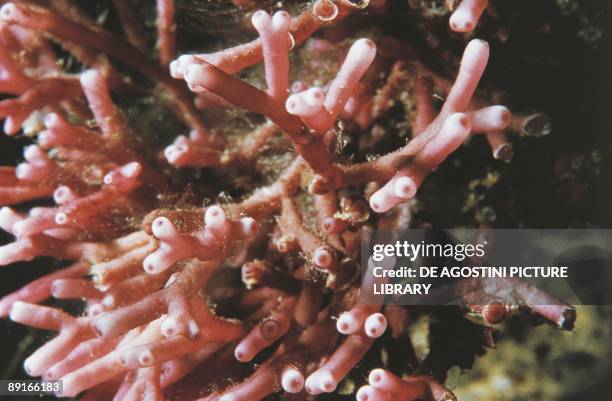 Pink coral , close-up