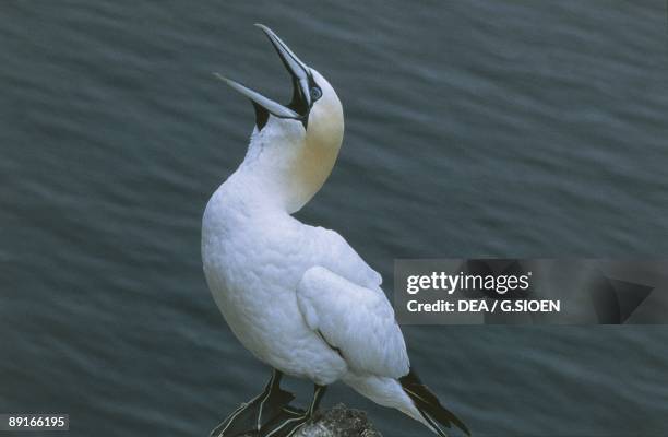 Northern Gannet calling