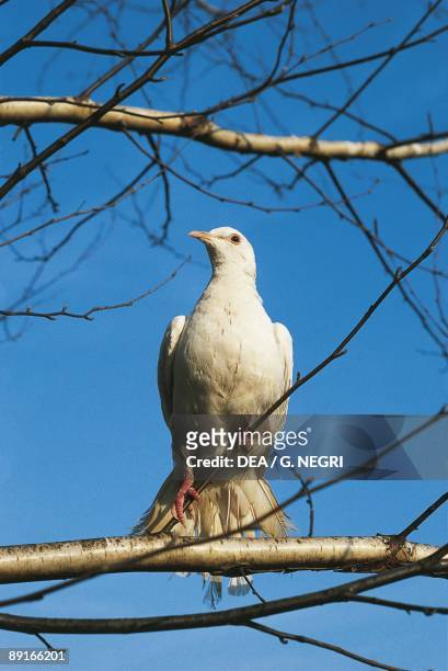 Feral Pigeon on tree