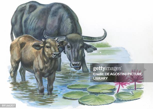 Wild Asiatic Water Buffalo at river drinking, illustration