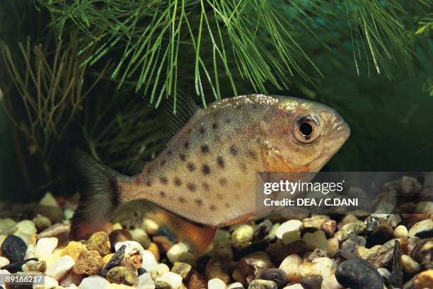 Aquarium fishes, Red-bellied piranha