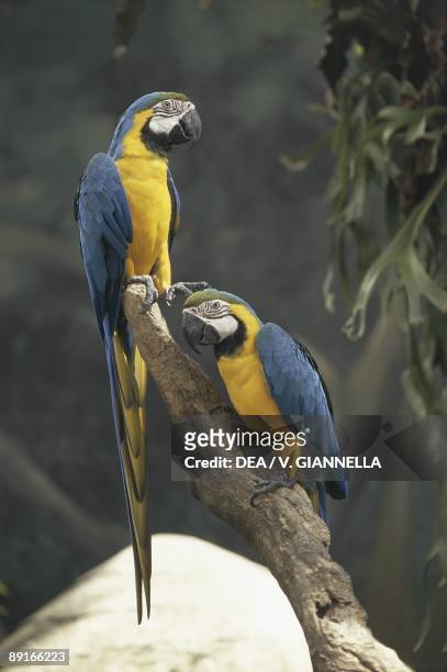 Singapore, Jurong Bird Park, Blue-and-yellow Macaws on branch
