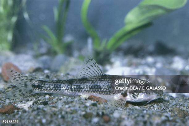 Locks Goby 99 Black Goby Stock Photos, High-Res Pictures, and Images - Getty Images