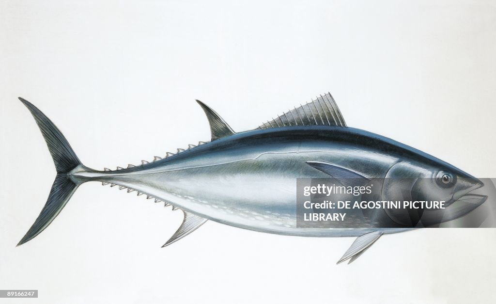 Northern bluefin tuna (Thunnus thynnus)