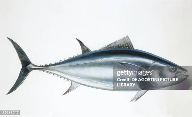 Northern bluefin tuna (Thunnus thynnus), News Photo