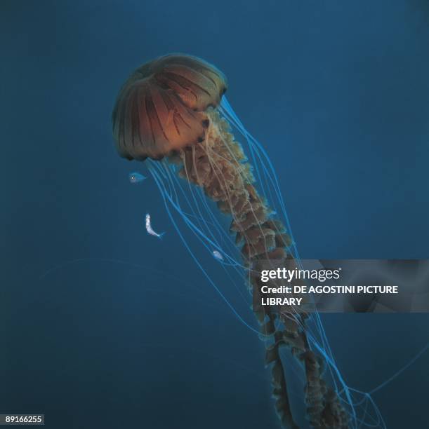 Exploding Jellyfish Jellyfish Tentacles Photos and Premium High Res Pictures - Getty Images