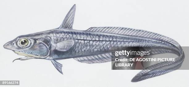 Fishes: Gadiformes Macrouroidei, coelorhynchus , illustration