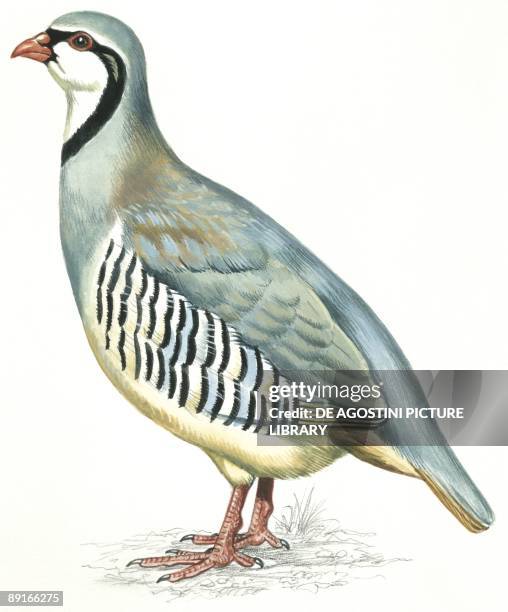 Birds: Galliformes, Rock Partridge , illustration