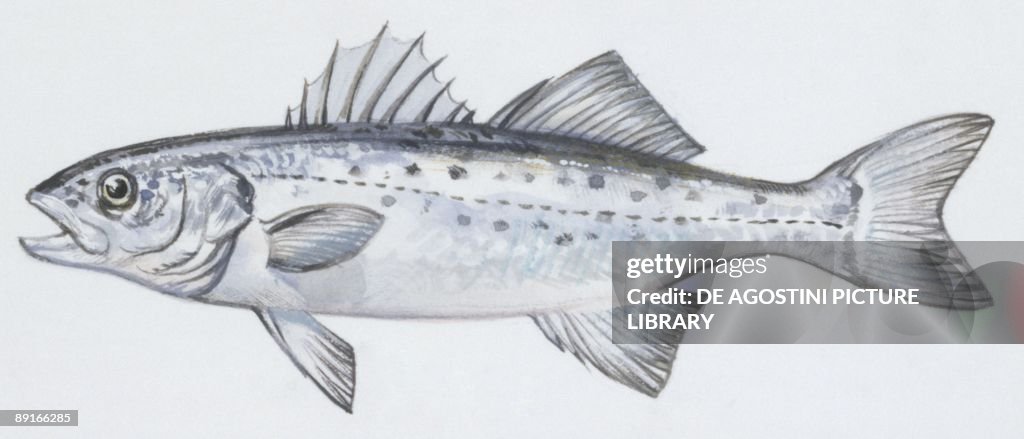 Fishes: Perciformes Moronidae, European seabass (Dicentrarchus labrax ), illustration