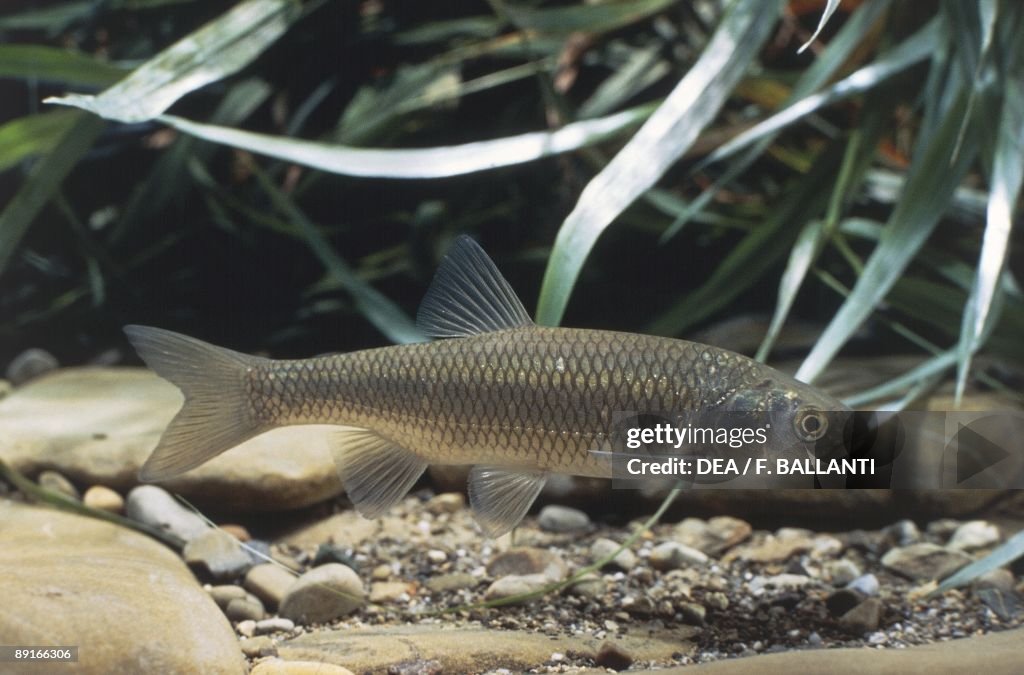 European Chub (Squalius cephalus) swimming in water