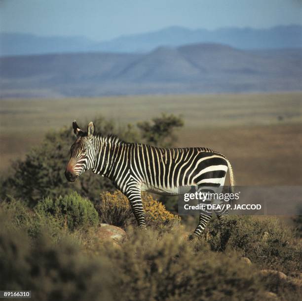 Republic of South Africa, Mountain Zebra