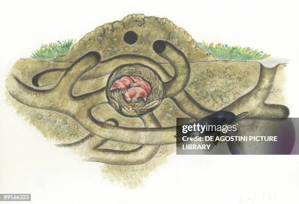 European Mole with youngs in lair, cross section, illustration