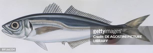 Fishes: Perciformes Carangidae - Atlantic horse mackerel , illustration